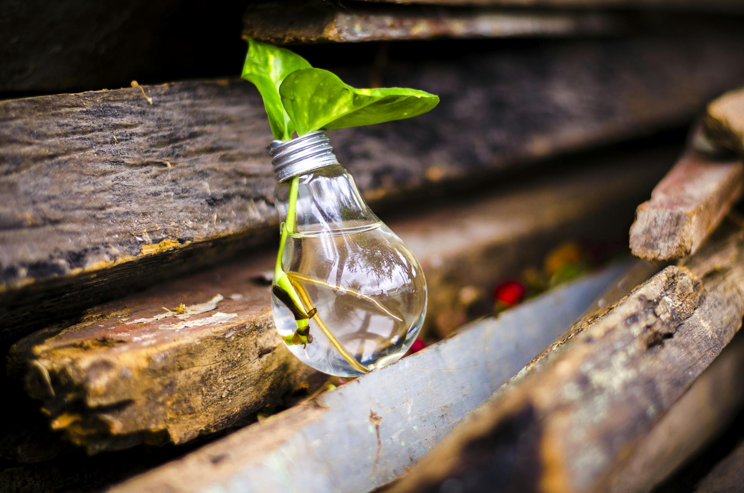 Why Even Bother Using Gutenberg with WooCommerce? A light bulb filled with water and a plant symbolizes creativity and innovation why we need to add Gutenberg Editor to WooCommerce